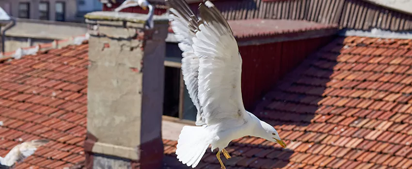 Residential Chimney Animal Removal Solution in Centerville, OH